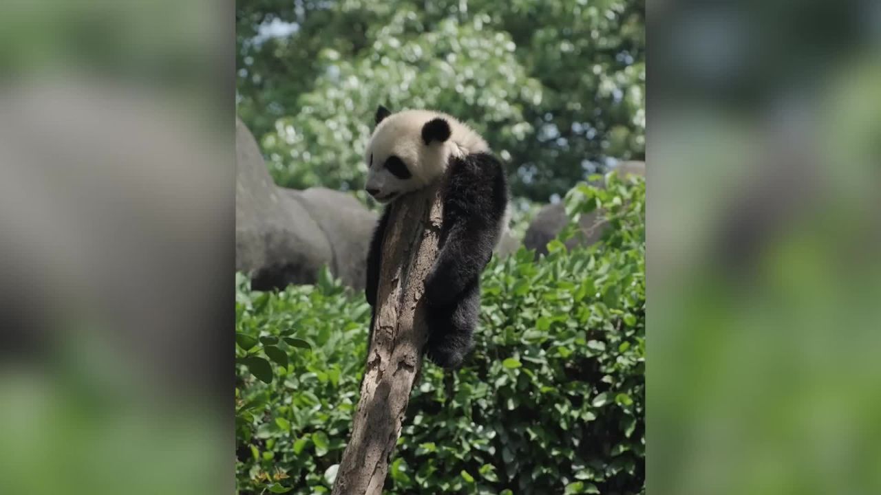 蚩尤你家熊猫又挂树图片