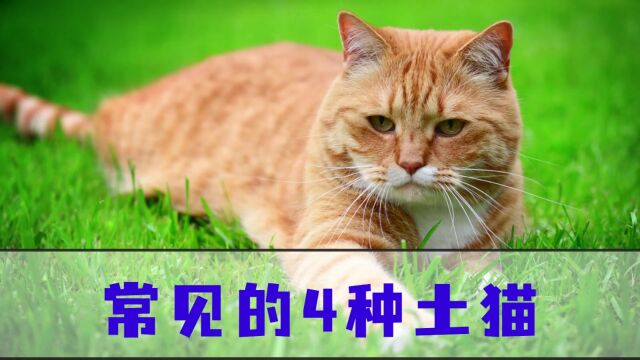 带你走进土猫的世界,你有养过吗?