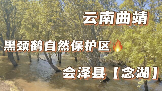 黑颈鹤的栖息地,湿地自然保护区,云南曲靖会泽县,念湖!