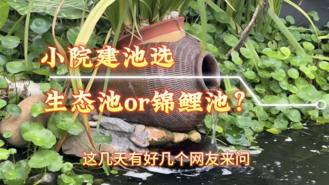 小院建池怎么选?生态池or锦鲤池?