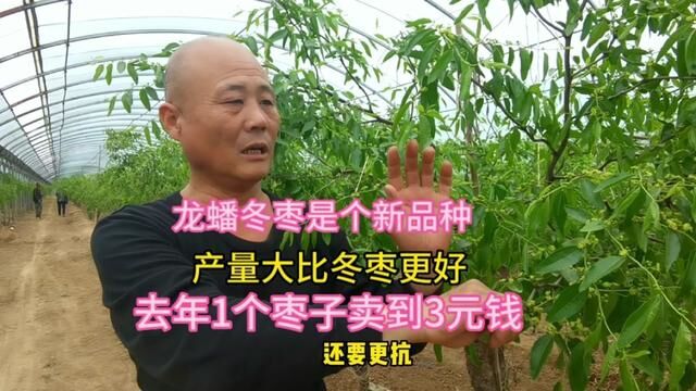 山西农民种出龙蟠冬枣,口感细腻品质好,1个枣卖3块 #冬枣 #龙蟠冬枣