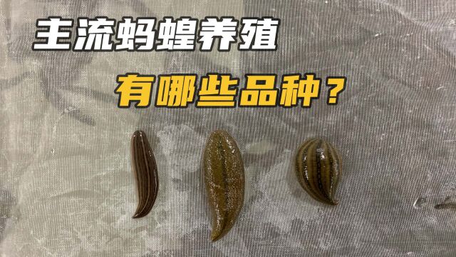 蚂蝗用来干嘛?蚂蝗到底有哪些品种可以养?这个视频告诉你答案.