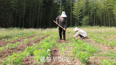 王思宇和妈妈一起给豆苗除草，爸爸在家做饭，简单又幸福