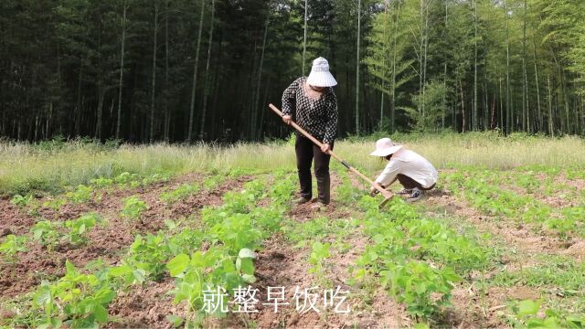 王思宇和妈妈一起给豆苗除草,爸爸在家做饭,简单又幸福