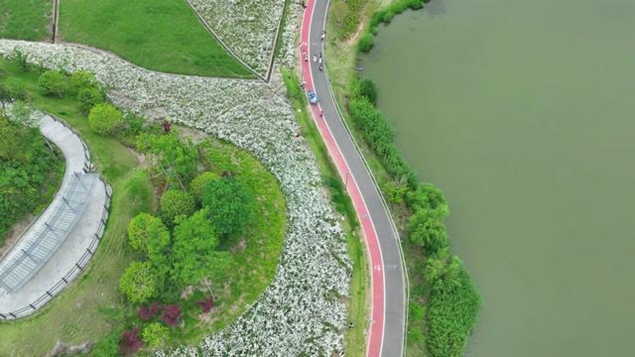 浙江省宁波市,狮子山公园小雏菊花开正盛