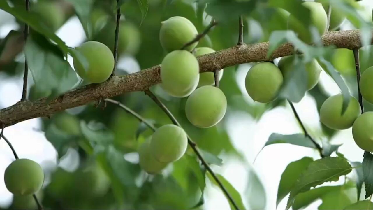 传统采摘青梅靠敲,男子却要让人摘,农户刚开始都不愿意