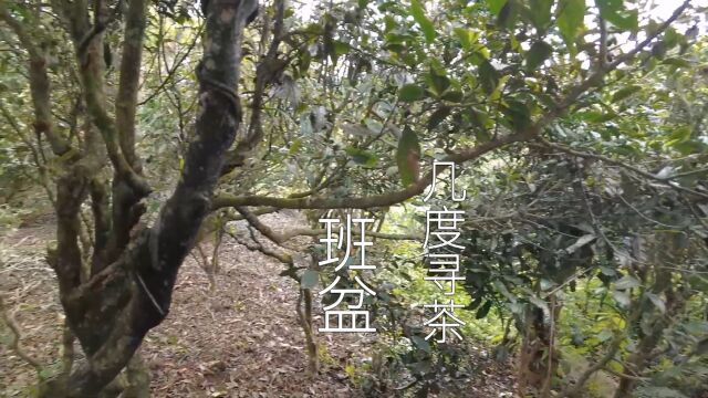 【几度寻茶】班盆村普洱茶云南西双版纳勐海县布朗山普洱晒青毛茶