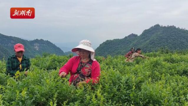 湖南张家界:高山莓茶采摘忙