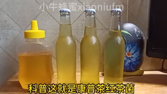 康普茶是什么用蜂蜜做的康普茶红茶菌的制作过程方法怎么做蜂蜜是带有功效与作用的更加健康酵素气泡水饮品 #康普茶 #红茶菌 #蜂蜜 关注小牛蜂蜜带你了...