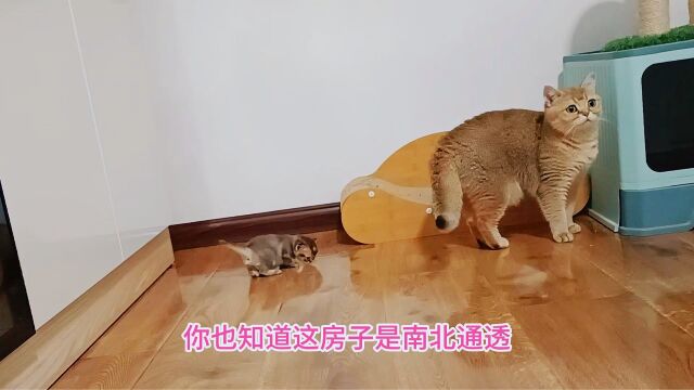 独苗小奶猫刚学走路就自带导航系统,并成功发现新大陆