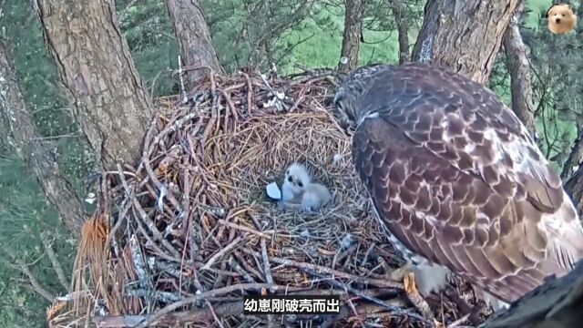 鹰爸趁鹰妈不在对雏鸟下手,好在鹰妈及时赶回,不然雏鸟就团灭了