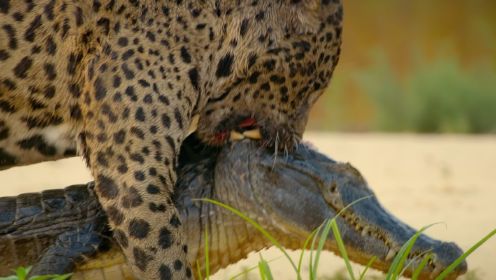 美洲豹：是鱼就归我们猫管！动物世界欢乐多