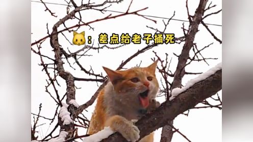 猫星人的倒霉日常！