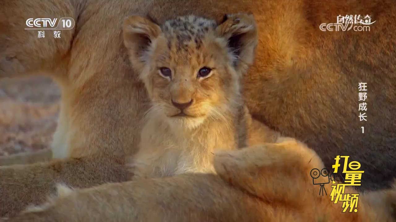 一群小狮子打架互相扒拉,在草地上滚来滚去