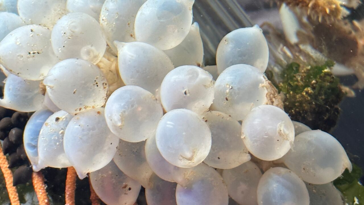 大海退潮后,大齐赶海发现一串墨鱼卵带回家孵化,变成了小球球