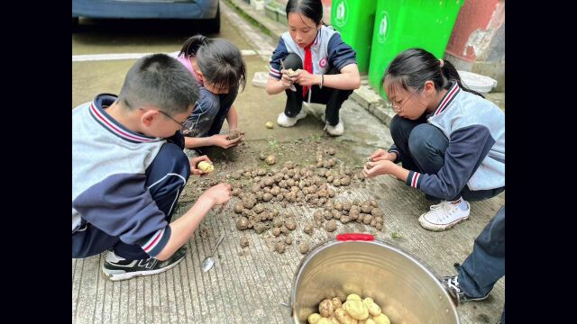 隆宫乡小501班土豆丰收节视频合集