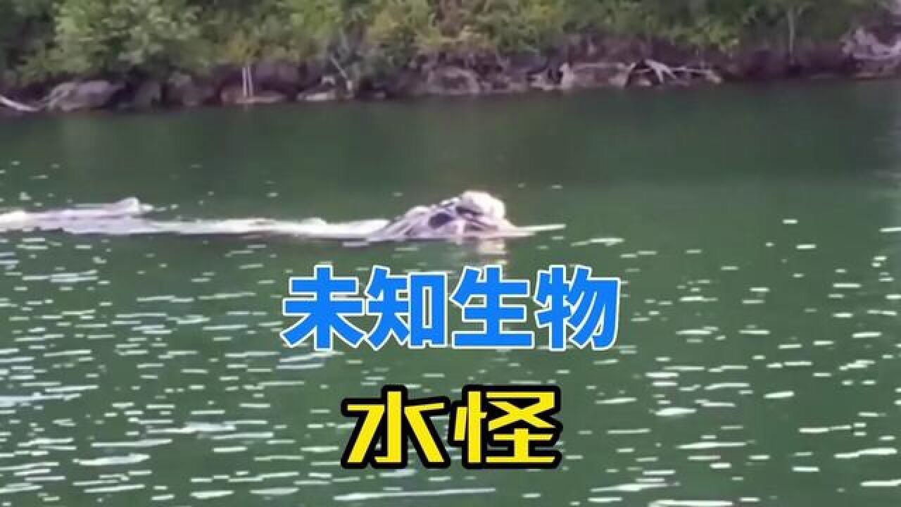 未知生物之水怪#神秘事件#神秘生物#奇闻奇事#世界未解之谜真实事件#真实事件_高清1080P在线观看平台_腾讯视频