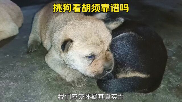 专家揭秘:挑选狗看胡须是否真的可靠?#中华田园犬 #萌宠小夕 #幼犬