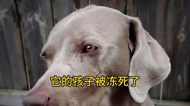 它的孩子被冻死了