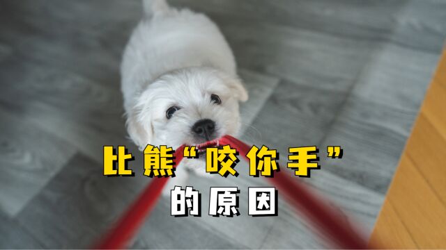 比熊为啥总是咬你手?原因是这几点!