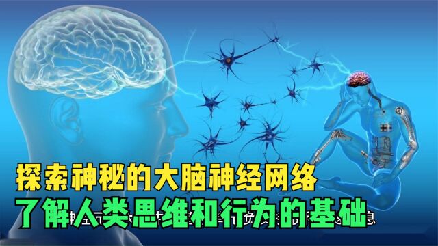 探索神秘的大脑神经网络,了解人类思维和行为的基础!