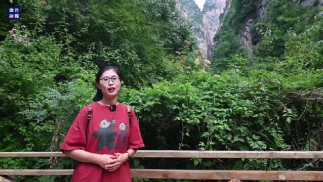 融媒联动 全域旅游 | 漳县贵清山“天然氧吧”,让你尽情“森”呼吸!