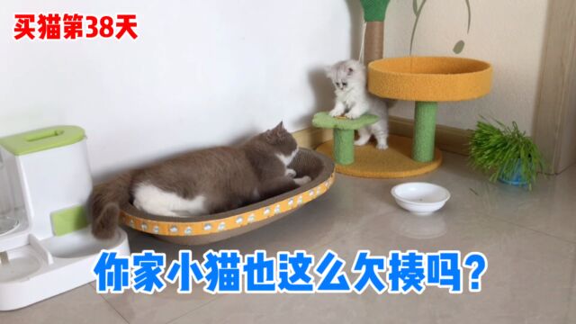 淘气的小猫咪有100个坏心眼子