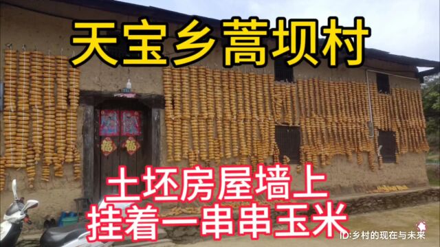 实拍湖北省十堰市竹溪县天宝乡蒿坝村,一栋土坯房屋墙上挂着一串串金黄色的玉米