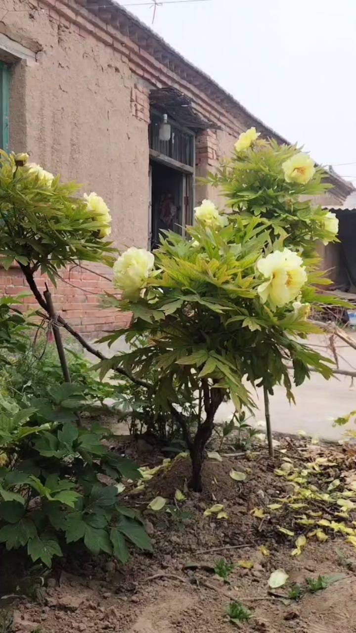 大棵黄色牡丹老桩