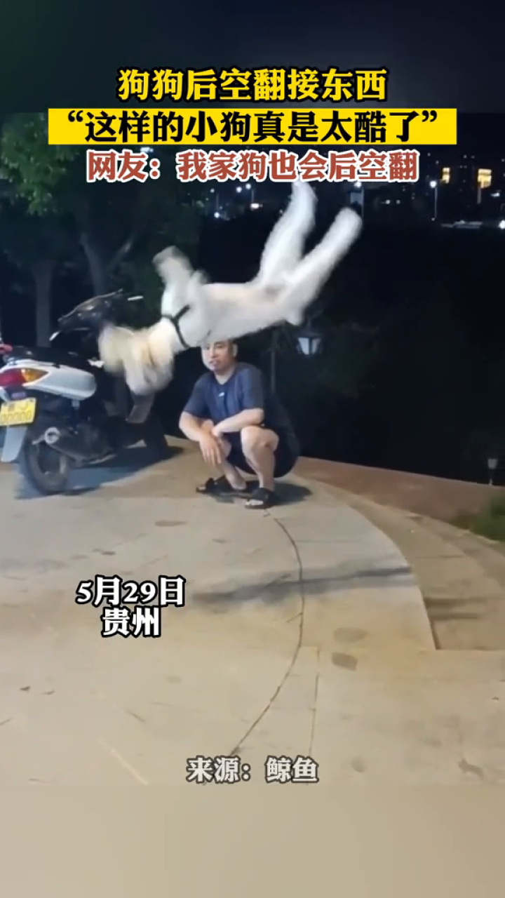 狗狗后空翻接东西,"这样的小狗真是太酷了"
