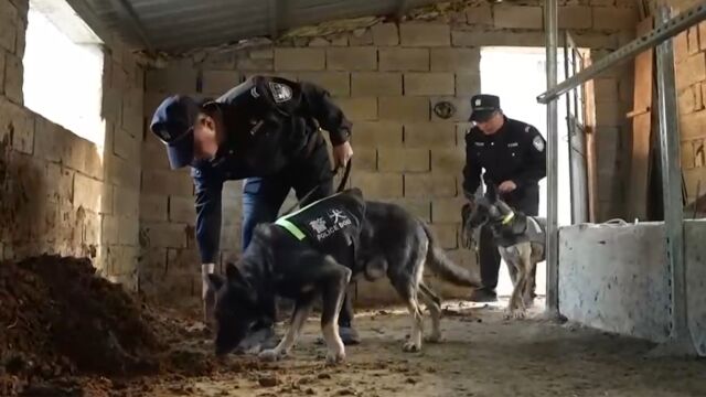 警犬追踪,锁定母牛离村地点