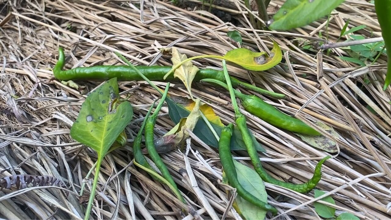 辣椒出现落花,落叶,落果不要慌,做好这3点,辣椒又直又多压满枝条