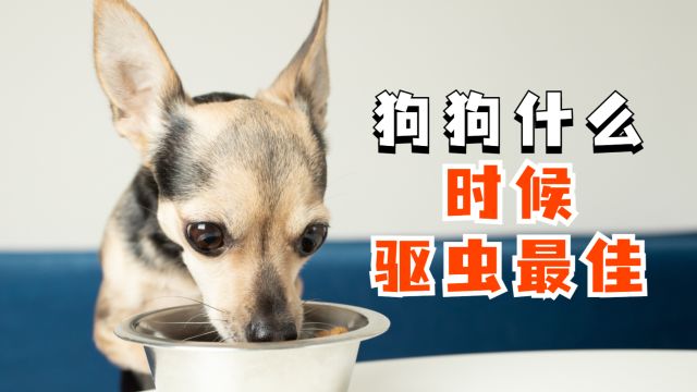 狗狗什么时候开始驱虫?驱虫该注意什么?