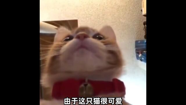 歪嘴小猫出自哪里?最后一个是王炸 歪嘴小猫 表情包