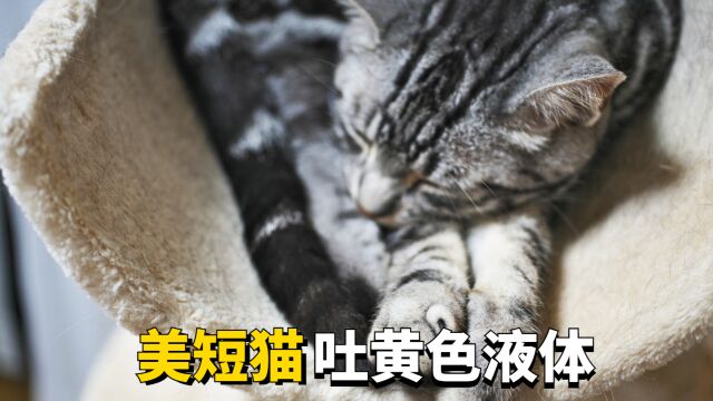 美短猫吐出黄色液体是怎么回事?原因有这几个!