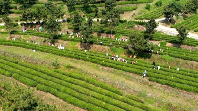 乳山市举行茶文化旅游节 推动“乡村好时节”品牌跨界出圈