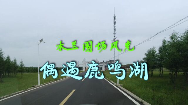 木兰围场的鹿鸣湖自然生态良好,野花遍地鹰击长空,旅游观光好去处