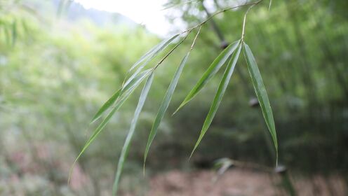 云南昭通：打造竹子产业 助力乡村振兴