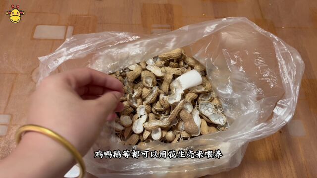 花生壳不要再扔了,这3个作用拿肉都不换,可惜知道的人太少