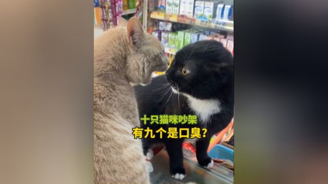 宠物解说:十只猫咪吵架,有九个是口臭? #萌宠成精了