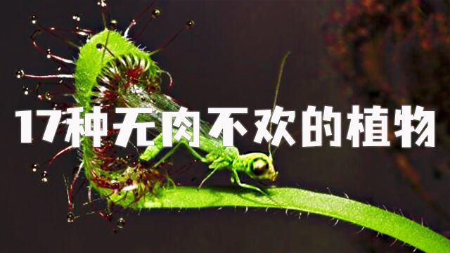 17种无肉不欢的植物,你见过的有几种?看完之后觉得哪种最可怕?