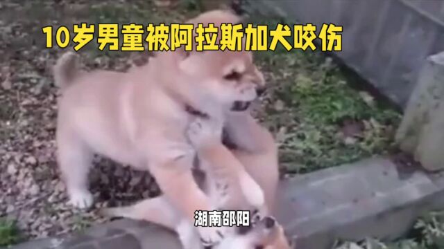 10岁男童被阿拉斯加犬咬伤