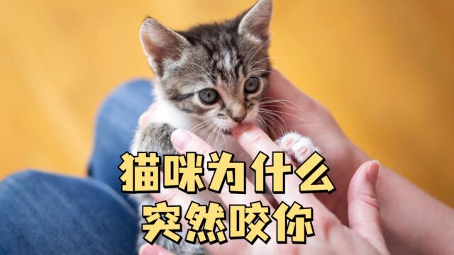 猫咪为什么会突然咬你?你知道吗?