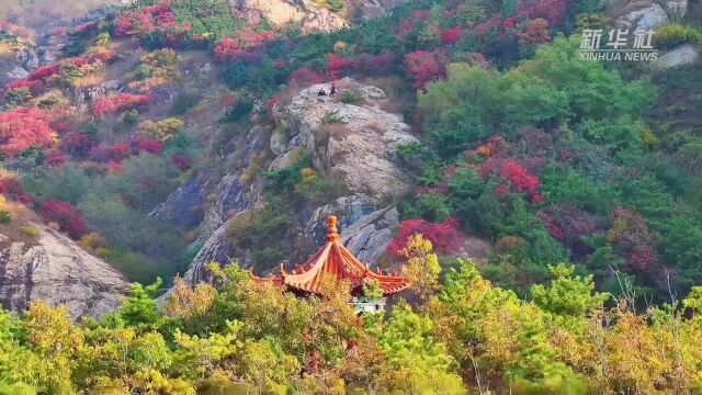 山东五莲:漫山红叶醉深秋 层林尽染美如画