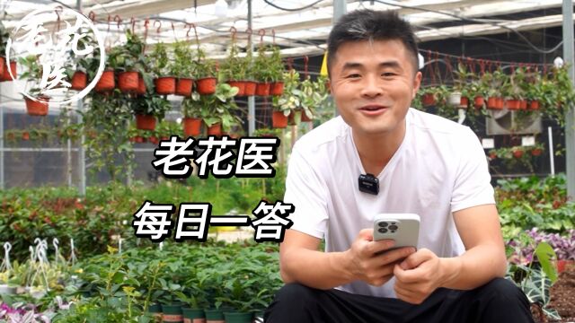 龙血树叶子为什么是卷的?兰花叶片出现白点点?