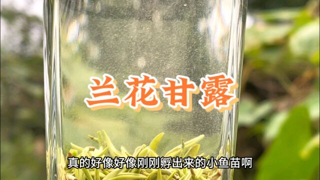 用寒露茶做的兰花茶好好喝啊,秋茶也确实香,雅安茶也确实甘甜