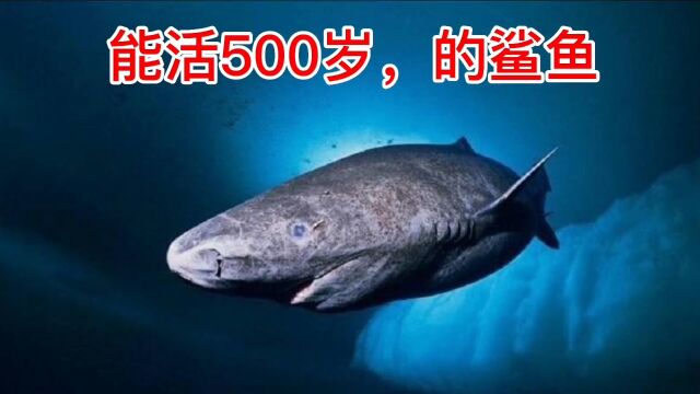 能活500岁,的鲨鱼#涨知识