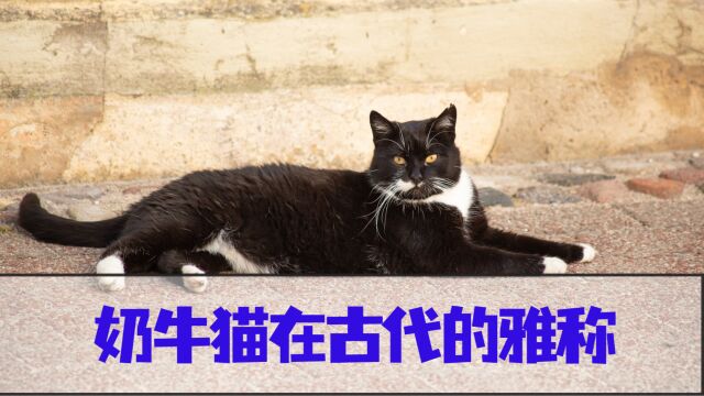 奶牛猫在古代的雅称有哪些?你知道吗?