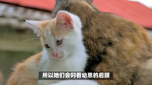 为什么捉住猫咪的后颈它就老实了