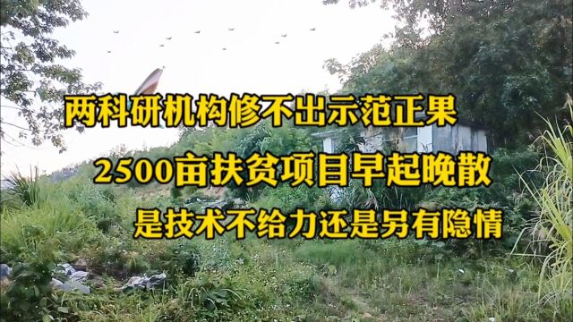 罗甸县2500亩金花茶扶贫项目死于示范,究竟是技术不给力还是另有隐情?